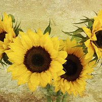 Buy canvas prints of 4 sunflowers by Heather Newton