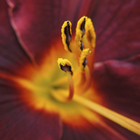 Buy canvas prints of fiery lily  by Heather Newton