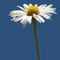 Buy canvas prints of simply daisy  by Heather Newton