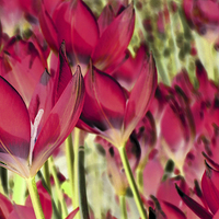 Buy canvas prints of  dreaming of tulips (hot pink) by Heather Newton