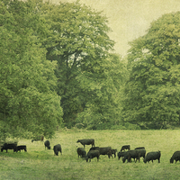Buy canvas prints of  the herd by Heather Newton