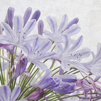 Buy canvas prints of vintage agapanthus by Heather Newton