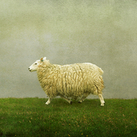 Buy canvas prints of  Shetland sheep by Heather Newton