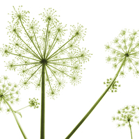 Buy canvas prints of  cow parsley (soft green) by Heather Newton