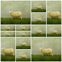 Buy canvas prints of  counting sheep by Heather Newton