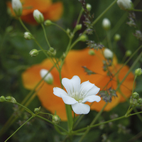 Buy canvas prints of little white flowers and orange poppies  by Heather Newton
