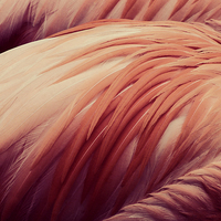Buy canvas prints of  flamingo pink by Heather Newton