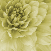 Buy canvas prints of  yellow toned dahlia by Heather Newton