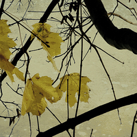 Buy canvas prints of  modern autumn morn by Heather Newton