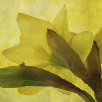 Buy canvas prints of  daffodil days by Heather Newton