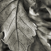 Buy canvas prints of winter leaves (black and white) by Heather Newton