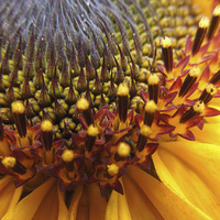 Buy canvas prints of  sunflower palette by Heather Newton