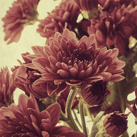 Buy canvas prints of  old fashioned chrysanthemums by Heather Newton