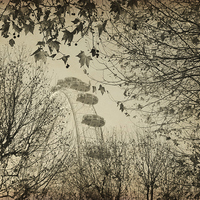Buy canvas prints of London Eye through autumn trees by Heather Newton