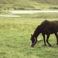 Buy canvas prints of  grazing by Clickimin Loch by Heather Newton