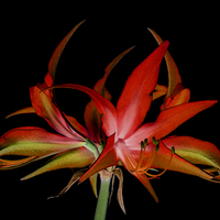 Buy canvas prints of  nocturnal hippeastrum by Heather Newton