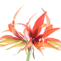Buy canvas prints of  hippeastrum by Heather Newton