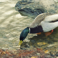 Buy canvas prints of  dabbling duck (drake) by Heather Newton