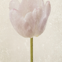 Buy canvas prints of fragile tulip by Heather Newton