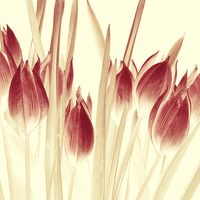 Buy canvas prints of  ethereal tulips by Heather Newton