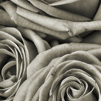 Buy canvas prints of  narrow roses by Heather Newton