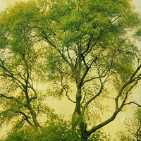 Buy canvas prints of tall tree, green leaves by Heather Newton
