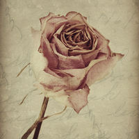 Buy canvas prints of a lover's rose  by Heather Newton