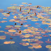 Buy canvas prints of waterlilies in autumn by Heather Newton