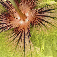 Buy canvas prints of hibiscus abstract by Heather Newton