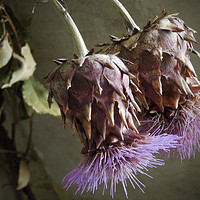 Buy canvas prints of two thistles by Heather Newton