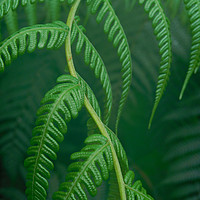 Buy canvas prints of emerald fern by Heather Newton