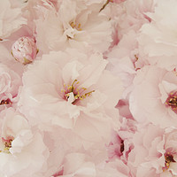 Buy canvas prints of pale pink blossom by Heather Newton