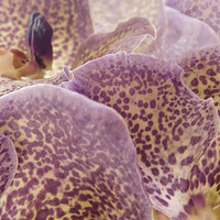 Buy canvas prints of speckled orchids by Heather Newton