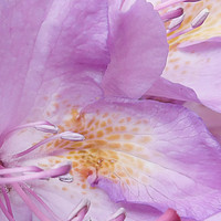Buy canvas prints of Rhododendron rising by Heather Newton