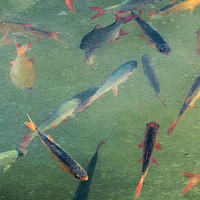 Buy canvas prints of vintage fish by Heather Newton