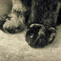 Buy canvas prints of little paws by Heather Newton