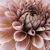 Buy canvas prints of vintage faded pink dahlia by Heather Newton