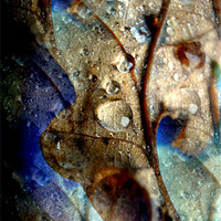 Buy canvas prints of raindrops on oak leaf by Heather Newton