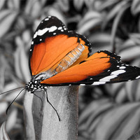 Buy canvas prints of orange butterfly by Heather Newton
