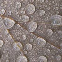 Buy canvas prints of water droplets by Heather Newton