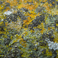 Buy canvas prints of lichen landscape by Heather Newton