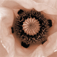 Buy canvas prints of pink poppy by Heather Newton