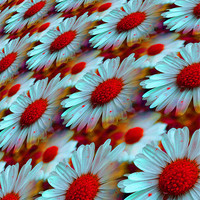 Buy canvas prints of daisy dreams by Heather Newton