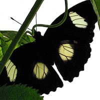 Buy canvas prints of black butterfly by Heather Newton