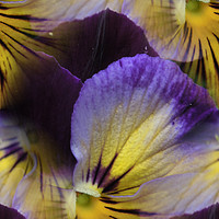 Buy canvas prints of violas abstracted by Heather Newton