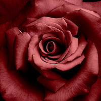 Buy canvas prints of romantic raspberry rose by Heather Newton