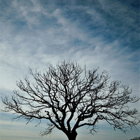 Buy canvas prints of big sky, small tree by Heather Newton