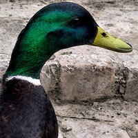 Buy canvas prints of hello ducky by Heather Newton