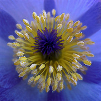 Buy canvas prints of blue halo by Heather Newton