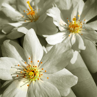 Buy canvas prints of vintage blossom by Heather Newton